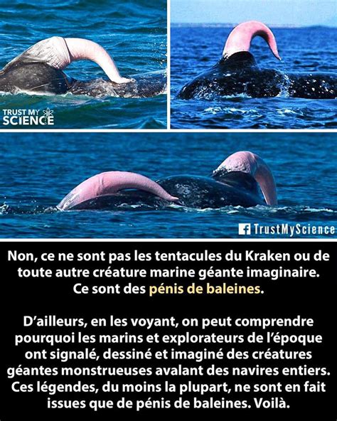 penis de baleine bleu|Sexualité : dans le règne animal, qui a la plus grosse